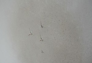 Igelschen zeigen Steckdosen